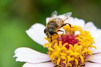 Eine Biene auf einer Zinnienblüte, Nahaufnahme