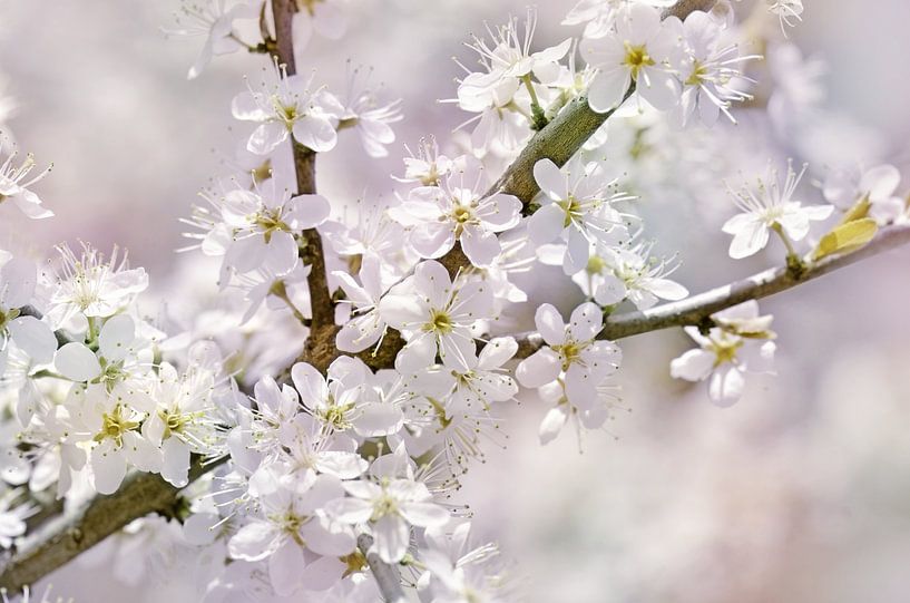 Frühling von Violetta Honkisz