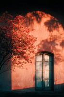 Sunlit Wall and Flowering Tree
