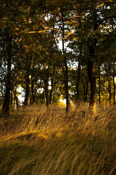 Posbank | Veluwezoom | Rheden | Gelderland | Holland | Natuurfoto par Rebecca van der Schaft