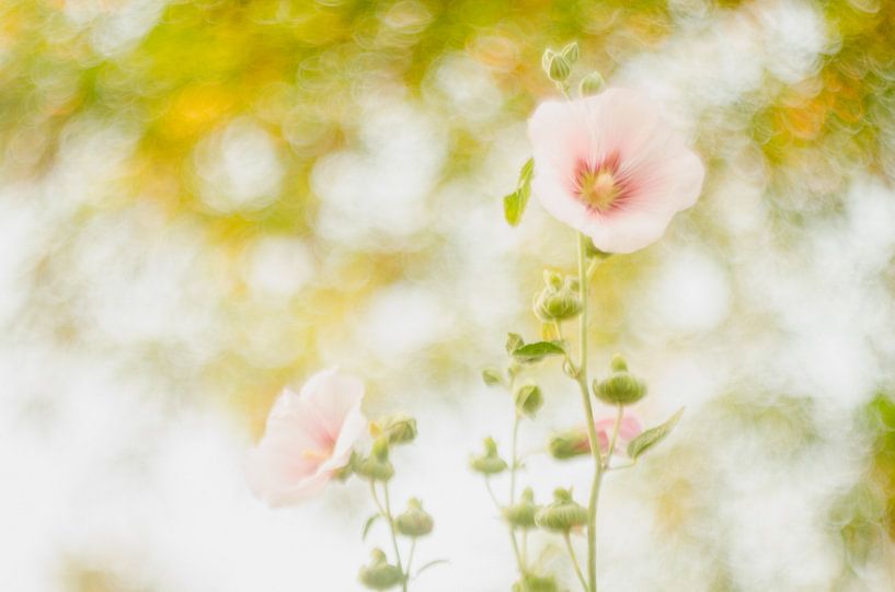 hollyhock by Aimé de Clercq