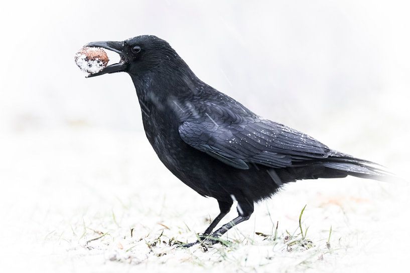 Hungry carrion crow by Guido Rooseleer
