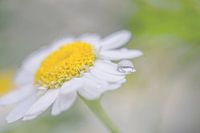 marguerite avec goutte