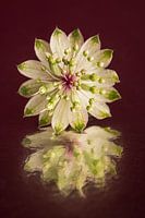 Abstracte reflectie: Een stilleven van een bloemetje van een Zeeuws Knoopje