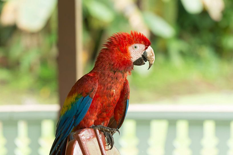 Geelvleugelara rust uit op terrasstoel par Tim Verlinden