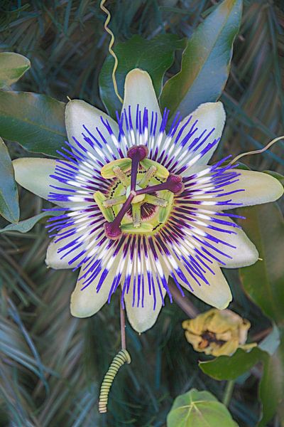 Passiflore par didier de borle