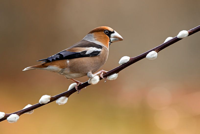 Kernbeißer von Thomas Herzog