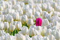 One colored tulip standing out from the crowd of white tulips