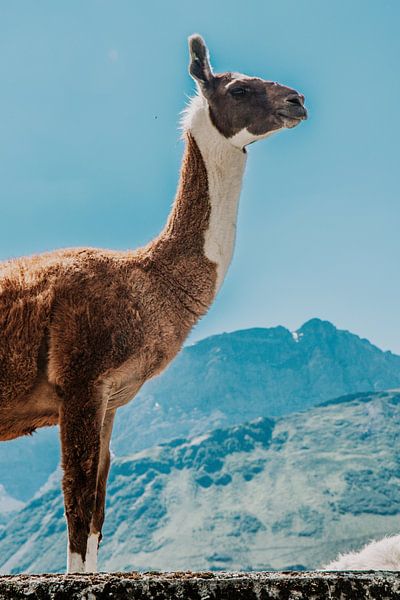 Auf dem Gipfel eines Berges... Da war ein Lama! von Sanne Vermeulen