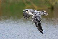 Geierfalke auf der Jagd