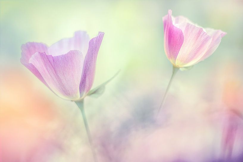 Favoriete Eschscholzia van Oleksandr Hurash