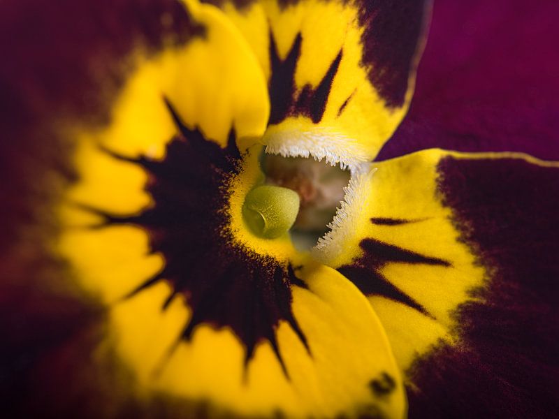 Das &quot;lächelnde&quot; Purpur-/Bordeauxrot mit Gelb Veilchen von Marjolijn van den Berg