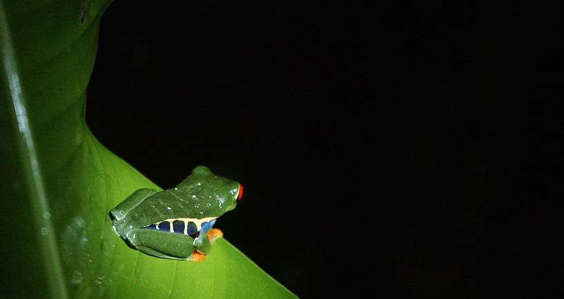 staring into the dark par peter meier