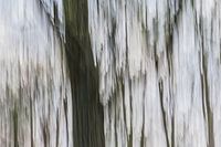 bewogen bomen en bos