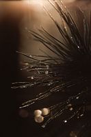 Glistening pine needles