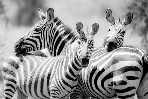 Zebras in einer Gruppe von Tom van de Water