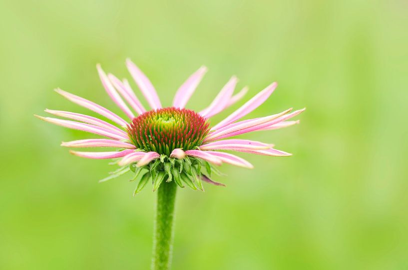 Echinacea purpurea oder Roter Sonnenhut von Jeannette Penris