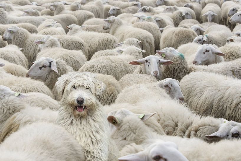 Maylo incognito par Natasja Claessens