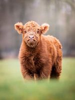 Veau écossais des Highlands à Terlet