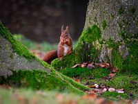 Eichhörnchen im Wald