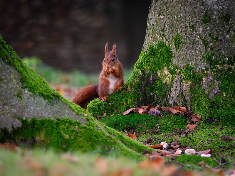 Squirrel in the forest by Suzan Brands