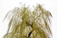 Silhouette Trauerweide (Salix)