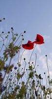 Mohn auf dem Feld
