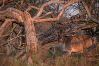 Hirsche in den Wäldern der Amsterdamer Wasserversorgungsdünen