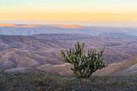 Lonely cactus in golden desert hills