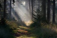 Märchenhafter Leenderbos