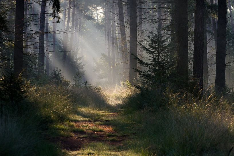 Märchenhafter Leenderbos von Joep de Groot