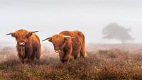 Scottish Highlanders