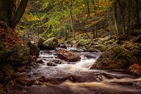 Die Hoëgne im Herbst