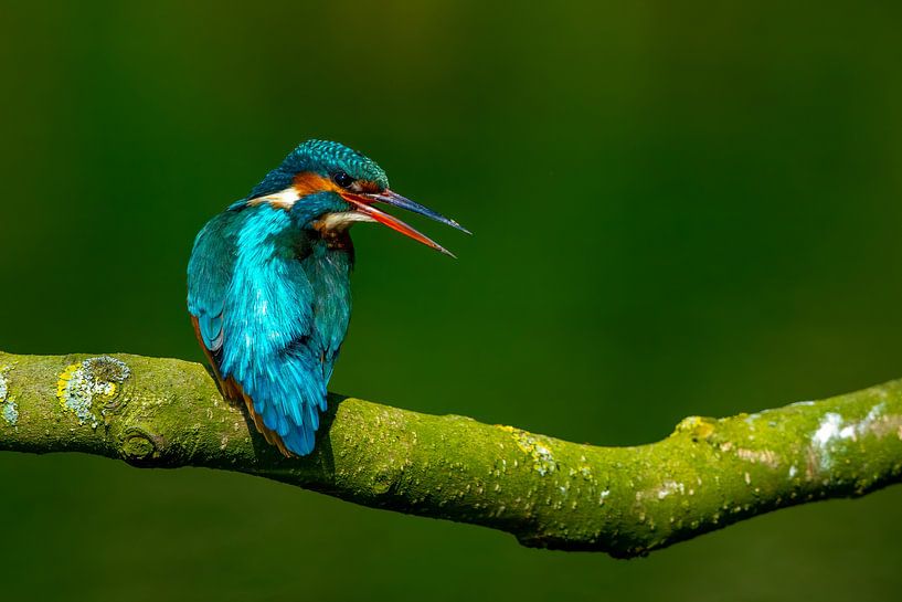 Eisvogel von Tim Schonk