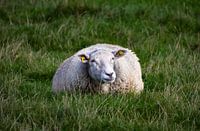 Resting Sheep