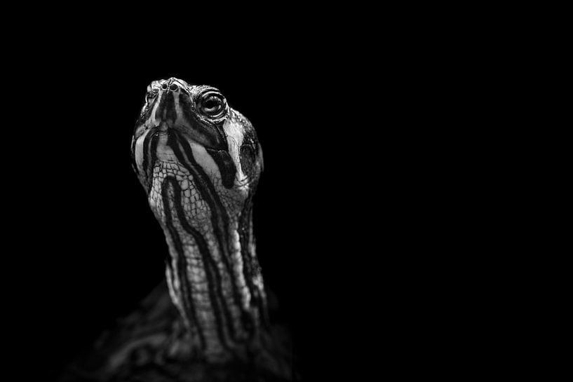 Turtle portrait by Elles Rijsdijk