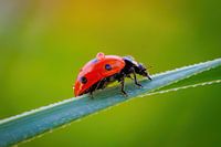 Coccinelle en route pour le décollage
