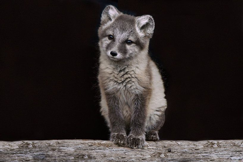 Renard polaire par Kai Müller