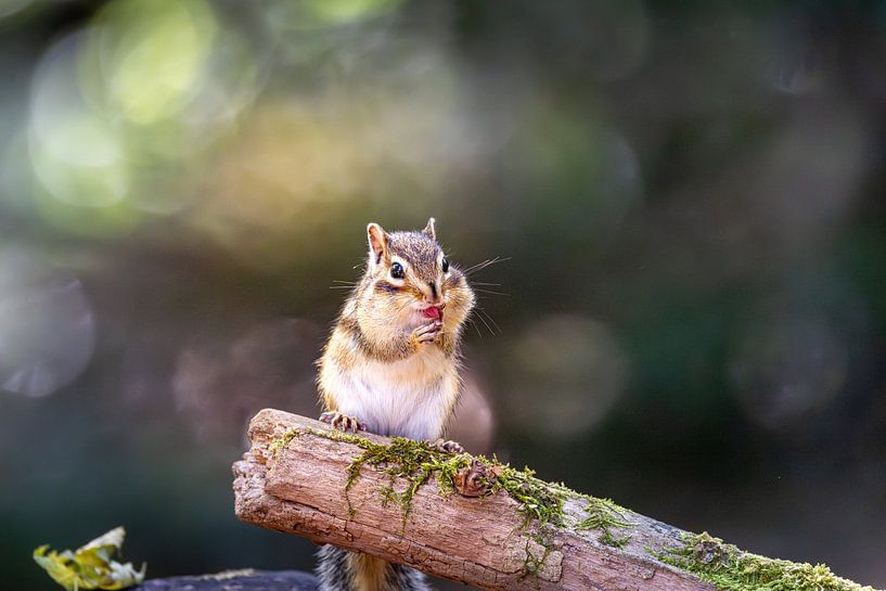 Siberian ground squirrel. by Anneke Hooijer