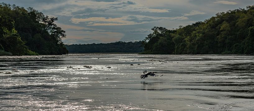 Afrikaanse slangenhalsvogel par Albert van Heugten