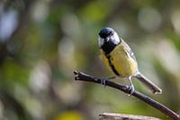 Die auffällige Kohlmeise des grünen Waldes