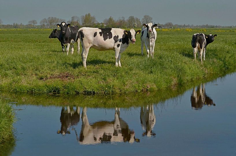 Cows in the meadow by the ditch side by Leo Huijzer