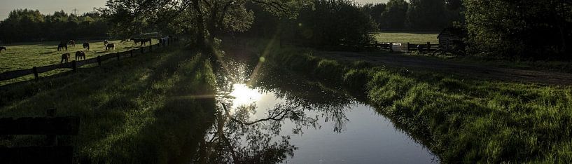 Die Hase [Breitwandfoto] von Norbert Sülzner
