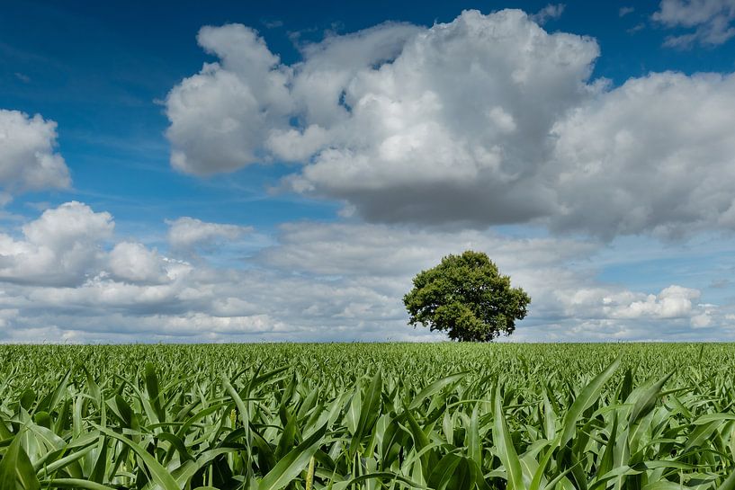 Einsame Eiche im Kornfeld von Fotografiecor .nl