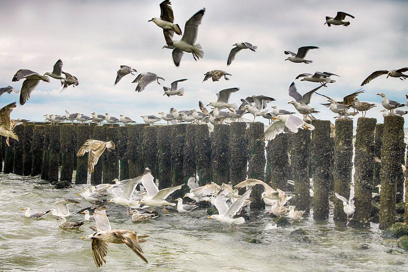 Domburg Seagulls by marleen brauers