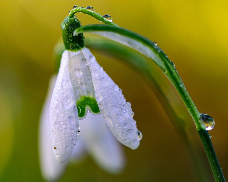 Snowdrops by Hans-Bernd Lichtblau