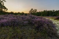 Sonnenuntergang auf der Kesselheide