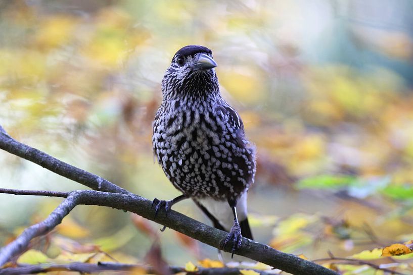 Spotted Nutcracker, Eurasian nutcracker (Nucifraga caryocatactes von Frank Fichtmüller