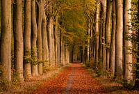 Avenue with trees in Ruinen, Drenthe during autumn
