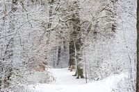 Winter im Zeister Wald, Utrecht Ridge!
